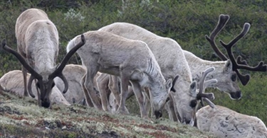 Sjelden villrein skal friste turister 